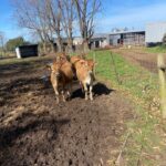Furaha-Farms-dairy-farm (1)