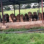 Furaha-Farms-dairy-farm (9)