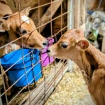 Furaha-farm-dairy-zambia (11)