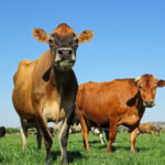 Furaha-farms-about-us