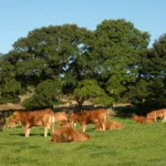 zambian-dairy-farm-furaha (7)